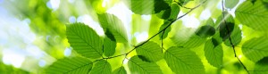 Hypnotherapist St Albans 