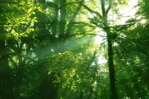 Hypnotherapy St Albans